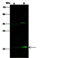 VPREB1 / CD179A Antibody - Anti-Vpreb1 rabbit polyclonal antibody at 1:500 dilution. Lane A: HepG2 Whole Cell Lysate. Lane B: THP1 Whole Cell Lysate. Lysates/proteins at 30 ug per lane. Secondary: Goat Anti-Rabbit IgG H&L (Dylight 800) at 1/10000 dilution. Developed using the Odyssey technique. Performed under reducing conditions. Predicted band size: 17 kDa. Observed band size: 17 kDa. (We are unsure as to the identity of these extra bands.)