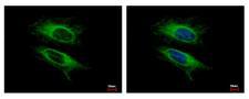VPS11 Antibody - VPS11 antibody detects VPS11 protein at cytoplasm by immunofluorescent analysis. HeLa cells were fixed in -20 100% MeOH for 5 min. VPS11 protein stained by VPS11 antibody diluted at 1:500. 