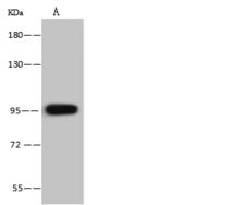 VPS16 Antibody - Anti-VPS16 rabbit polyclonal antibody at 1:500 dilution. Lane A: Jurkat Whole Cell Lysate. Lysates/proteins at 30 ug per lane. Secondary: Goat Anti-Rabbit IgG (H+L)/HRP at 1/10000 dilution. Developed using the ECL technique. Performed under reducing conditions. Predicted band size: 95 kDa. Observed band size: 95 kDa.