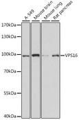 VPS16 Antibody - Western blot analysis of extracts of various cell lines using VPS16 Polyclonal Antibody at dilution of 1:1000.