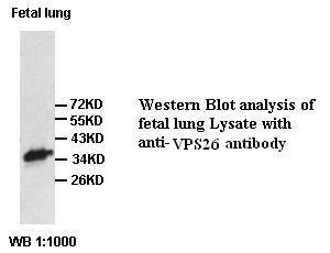 VPS26A / VPS26 Antibody