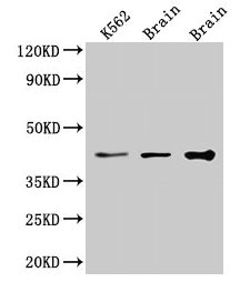 VPS26B Antibody - Western Blot Positive WB detected in: Mouse brain tissue All lanes: VPS26B antibody at 3.4µg/ml Secondary Goat polyclonal to rabbit IgG at 1/50000 dilution Predicted band size: 40 kDa Observed band size: 40 kDa