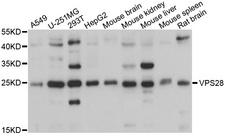 VPS28 Antibody - Western blot analysis of extracts of various cells.