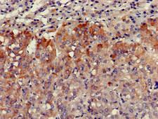 VPS29 Antibody - Immunohistochemistry of paraffin-embedded human adrenal gland tissue at dilution of 1:100