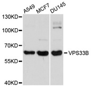 VPS33B Antibody - Western blot analysis of extracts of various cells.