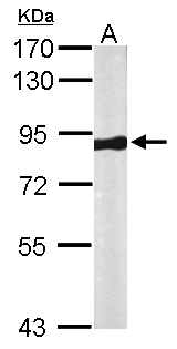 VPS35 Antibody - Sample (50 ug of whole cell lysate). A: Mouse brain. 7.5% SDS PAGE. VPS35 antibody diluted at 1:1000.