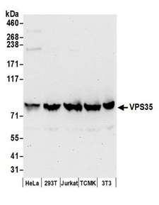 VPS35 Antibody - Detection of human and mouse VPS35 by western blot. Samples: Whole cell lysate (50 µg) from HeLa, HEK293T, Jurkat, mouse TCMK-1, and mouse NIH 3T3 cells prepared using NETN lysis buffer. Antibodies: Affinity purified rabbit anti-VPS35 antibody used for WB at 0.1 µg/ml. Detection: Chemiluminescence with an exposure time of 30 seconds.