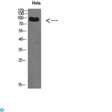 VPS35 Antibody - Western Blot (WB) analysis of HeLa cells using VPS35 Polyclonal Antibody diluted at 1:500.