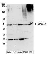 VPS37A Antibody - Detection of human and mouse VPS37A by western blot. Samples: Whole cell lysate (50 µg) from HeLa, HEK293T, Jurkat, mouse TCMK-1, and mouse NIH 3T3 cells prepared using NETN lysis buffer. Antibody: Affinity purified rabbit anti-VPS37A antibody used for WB at 0.1 µg/ml. Detection: Chemiluminescence with an exposure time of 3 minutes.