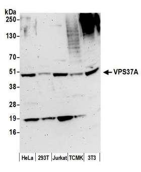 VPS37A Antibody - Detection of human and mouse VPS37A by western blot. Samples: Whole cell lysate (50 µg) from HeLa, HEK293T, Jurkat, mouse TCMK-1, and mouse NIH 3T3 cells prepared using NETN lysis buffer. Antibody: Affinity purified rabbit anti-VPS37A antibody used for WB at 0.1 µg/ml. Detection: Chemiluminescence with an exposure time of 3 minutes.