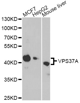 VPS37A Antibody - Western blot analysis of extracts of various cell lines, using VPS37A antibody at 1:1000 dilution. The secondary antibody used was an HRP Goat Anti-Rabbit IgG (H+L) at 1:10000 dilution. Lysates were loaded 25ug per lane and 3% nonfat dry milk in TBST was used for blocking. An ECL Kit was used for detection and the exposure time was 90s.