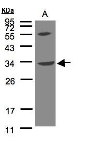 VPS37C Antibody - Sample (30 ug of whole cell lysate). A: Raji. 12% SDS PAGE. VPS37C antibody diluted at 1:500