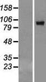 VPS39 Protein - Western validation with an anti-DDK antibody * L: Control HEK293 lysate R: Over-expression lysate