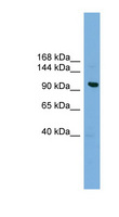 VPS41 Antibody - VPS41 antibody Western blot of HepG2 cell lysate. This image was taken for the unconjugated form of this product. Other forms have not been tested.