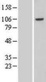 VPS41 Protein - Western validation with an anti-DDK antibody * L: Control HEK293 lysate R: Over-expression lysate