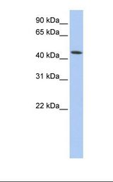 VPS4A Antibody - Fetal muscle lysate. Antibody concentration: 1.0 ug/ml. Gel concentration: 12%.  This image was taken for the unconjugated form of this product. Other forms have not been tested.