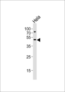VPS4A Antibody - Western blot of lysate from HeLa cell line with VPS4A Antibody. Antibody was diluted at 1:1000. A goat anti-rabbit IgG H&L (HRP) at 1:5000 dilution was used as the secondary antibody. Lysate at 35 ug.