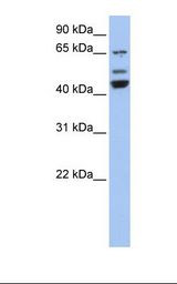 VPS4A Antibody - Fetal brain lysate. Antibody concentration: 1.0 ug/ml. Gel concentration: 12%.  This image was taken for the unconjugated form of this product. Other forms have not been tested.