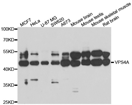 VPS4A Antibody - Western blot analysis of extracts of various cell lines.