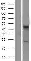 VPS4A Protein - Western validation with an anti-DDK antibody * L: Control HEK293 lysate R: Over-expression lysate