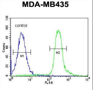 VPS52 / SACM2L Antibody - VPS52 Antibody flow cytometry of MDA-MB435 cells (right histogram) compared to a negative control cell (left histogram). FITC-conjugated goat-anti-rabbit secondary antibodies were used for the analysis.