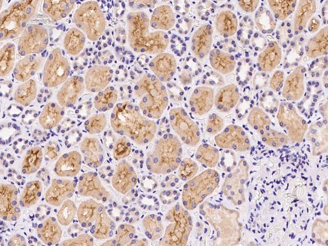 VPS52 / SACM2L Antibody - Immunochemical staining of human VPS52 in human kidney with rabbit polyclonal antibody at 1:100 dilution, formalin-fixed paraffin embedded sections.