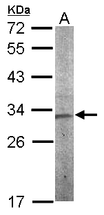 Vps60 / CHMP5 Antibody - Sample (50 ug of whole cell lysate). A: mouse stomach. 12% SDS PAGE. Vps60 / CHMP5 antibody diluted at 1:1000.