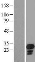 Vps60 / CHMP5 Protein - Western validation with an anti-DDK antibody * L: Control HEK293 lysate R: Over-expression lysate