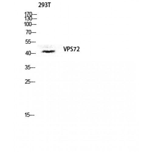 VPS72 Antibody - Western blot of VPS72 antibody