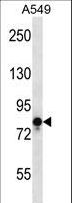 VR1 / TRPV1 Antibody - TRPV1 Antibody western blot of A549 cell line lysates (35 ug/lane). The TRPV1 antibody detected the TRPV1 protein (arrow).