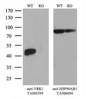 VRK1 Antibody - Equivalent amounts of cell lysates  and VRK1-Knockout 293T cells  were separated by SDS-PAGE and immunoblotted with anti-VRK1 monoclonal antibody(1:100). Then the blotted membrane was stripped and reprobed with anti-HSP90AB1 antibody  as a loading control.