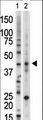 VRK1 Antibody - The anti-VRK1 antibody is used in Western blot to detect VRK1 in mouse lung tissue lysate (Lane 1) and HL-60 cell lysate (Lane 2).