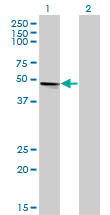VRK1 Antibody - Western Blot analysis of VRK1 expression in transfected 293T cell line by VRK1 monoclonal antibody (M02), clone 4F9.Lane 1: VRK1 transfected lysate(45.5 KDa).Lane 2: Non-transfected lysate.