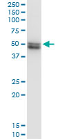 VRK1 Antibody - Immunoprecipitation of VRK1 transfected lysate using anti-VRK1 monoclonal antibody and Protein A Magnetic Bead, and immunoblotted with VRK1 monoclonal antibody.