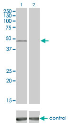 VRK1 Antibody - Western blot analysis of VRK1 over-expressed 293 cell line, cotransfected with VRK1 Validated Chimera RNAi (Lane 2) or non-transfected control (Lane 1). Blot probed with VRK1 monoclonal antibody (M02) clone 4F9 . GAPDH ( 36.1 kDa ) used as specificity and loading control.