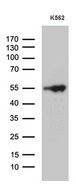 VRK2 Antibody - Western blot analysis of extracts. (35ug) from K562 cell line by using anti-VRK2 monoclonal antibody. (1:500)