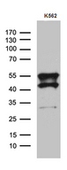 VRK2 Antibody - Western blot analysis of extracts. (35ug) from K562 cell line by using anti-VRK2 monoclonal antibody. (1:500)