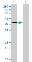 VRK2 Antibody - Western Blot analysis of VRK2 expression in transfected 293T cell line by VRK2 monoclonal antibody (M01), clone 3B10.Lane 1: VRK2 transfected lysate(58.1 KDa).Lane 2: Non-transfected lysate.