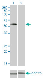 VRK2 Antibody - Western blot analysis of VRK2 over-expressed 293 cell line, cotransfected with VRK2 Validated Chimera RNAi (Lane 2) or non-transfected control (Lane 1). Blot probed with VRK2 monoclonal antibody (M01) clone 3B10 . GAPDH ( 36.1 kDa ) used as specificity and loading control.