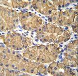 VSIG1 Antibody - VSIG1 Antibody immunohistochemistry of formalin-fixed and paraffin-embedded human stomach tissue followed by peroxidase-conjugated secondary antibody and DAB staining.