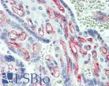 VSIG1 Antibody - Human Placenta: Formalin-Fixed, Paraffin-Embedded (FFPE)