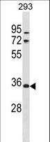 VSIG2 Antibody - VSIG2 Antibody western blot of 293 cell line lysates (35 ug/lane). The VSIG2 antibody detected the VSIG2 protein (arrow).