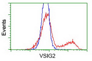VSIG2 Antibody - HEK293T cells transfected with either overexpress plasmid (Red) or empty vector control plasmid (Blue) were immunostained by anti-VSIG2 antibody, and then analyzed by flow cytometry.