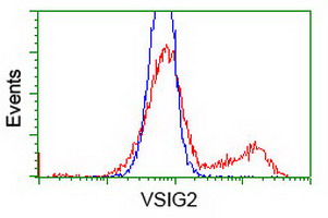 VSIG2 Antibody - HEK293T cells transfected with either overexpress plasmid (Red) or empty vector control plasmid (Blue) were immunostained by anti-VSIG2 antibody, and then analyzed by flow cytometry.