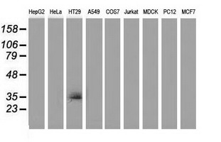 VSIG2 Antibody - Western blot of extracts (35ug) from 9 different cell lines by using anti-VSIG2 monoclonal antibody (HepG2: human; HeLa: human; SVT2: mouse; A549: human; COS7: monkey; Jurkat: human; MDCK: canine; PC12: rat; MCF7: human).