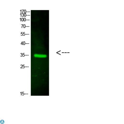 VSIG2 Antibody - Western Blot analysis of HeLa cells using primary antibody diluted at 1:1000 (4°C overnight) . Secondary antibody: Goat Anti-rabbit IgG IRDye 800 (diluted at 1:5000, 25°C, 1 hour).