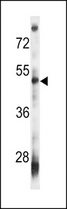 VSIG8 Antibody - VSIG8 Antibody (Ascites)western blot of mouse heart tissue lysates (35 ug/lane). The VSIG8 antibody detected the VSIG8 protein (arrow).