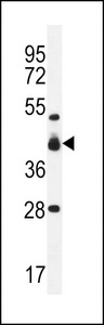 VSIG8 Antibody - VSIG8 Antibody western blot of mouse heart tissue lysates (35 ug/lane). The VSIG8 antibody detected the VSIG8 protein (arrow).