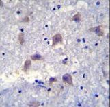 VSIG8 Antibody - VSIG8 Antibody immunohistochemistry of formalin-fixed and paraffin-embedded human brain tissue followed by peroxidase-conjugated secondary antibody and DAB staining.
