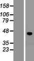 VSIG8 Protein - Western validation with an anti-DDK antibody * L: Control HEK293 lysate R: Over-expression lysate
